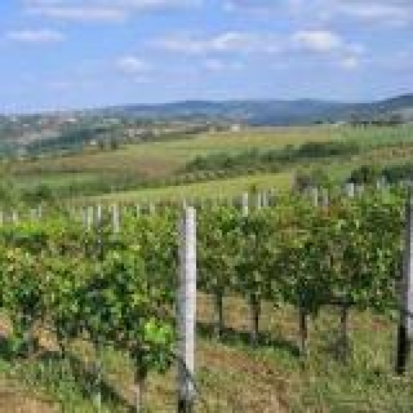 HPK Preporuke: Obavijest vinogradarima