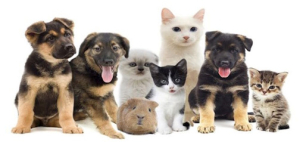 Međunarodni dan zaštite životinja