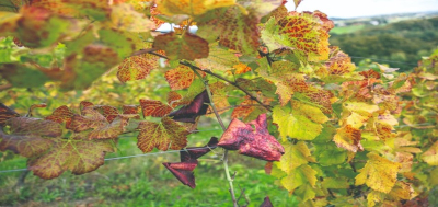 Stručni skup o karantenskoj bolesti vinograda – zlatna žutica vinove loze