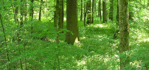 Doznaka stabala u šumama malih i srednjih šumovlasnika